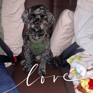 Meet your Posher, Heraldo